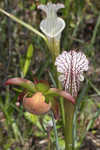 Crimson pitcherplant